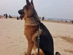 -日照海滨国家森林公园