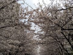 -高东镇樱花园