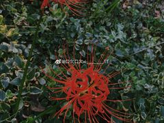 -莫愁湖公园