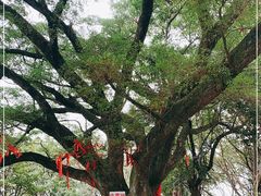 -神光山国家森林公园