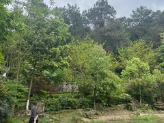 -铁山坪森林公园