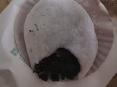 -聪记香港糯米糍(天虹店)