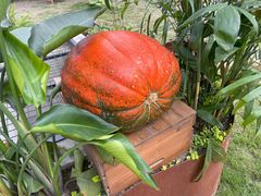 -中国天府农业博览园