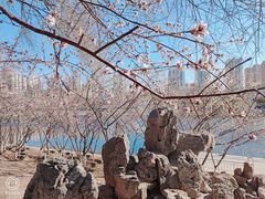 -桃花堤公园