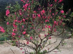 -南国桃园旅游度假区