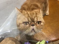 -猫友咖啡店(玉林西路店)