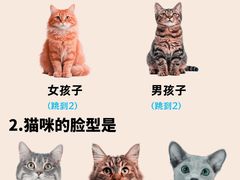 -翊宠yipet猫狗购宠庄园犬舍•猫舍