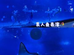 -烟台海昌鲸鲨海洋公园