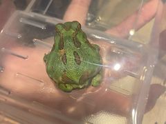 -酷以爬仙阁实体爬宠店·守宫·蜥蜴·专业繁育