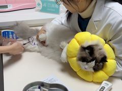 -谐和贝康宠物医院24小时·宠保定点(急重症转诊中心)