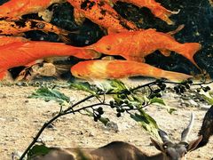 -泉州海丝野生动物世界