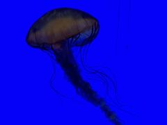 -上海海洋水族馆