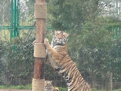 -上海野生动物园老虎餐厅