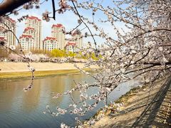 -桃花堤公园