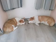 -浣熊柯尔鸭土拨鼠·电玩咖