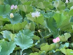 -莱西月湖公园