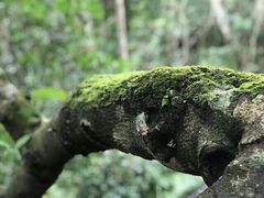 -呀诺达热带雨林