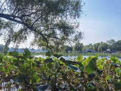 -长春市南湖公园