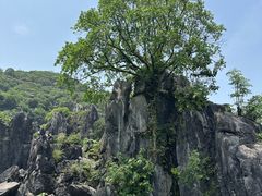 -玉石林风景区