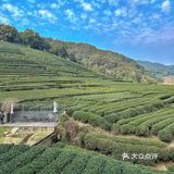 茶园边的咖啡馆