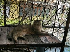 -喵屿·大理花园猫咖