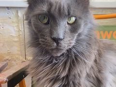 -平行世界·猫咖(首经贸店)
