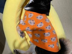 -逗柴咖啡屋·狗咖猫咖宠物桌游