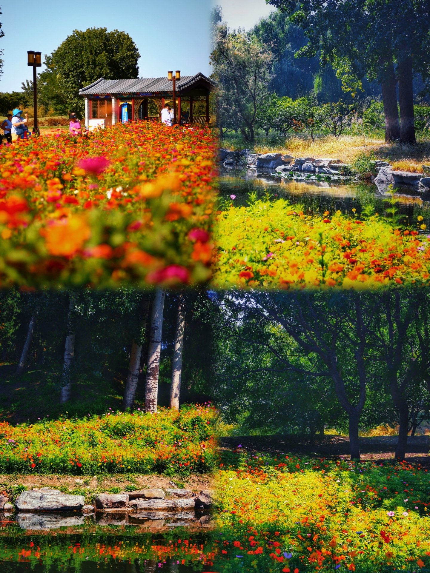 金秋圆明园 油画般的花海美成了童话世界