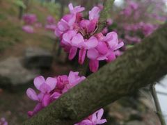 -桃花岭景区