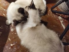 -猫猫幼稚园·撸猫·桌游·电玩