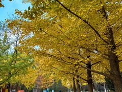 -长白岛森林公园