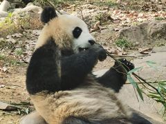 -都江堰中华大熊猫苑