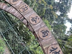-西双版纳原始森林公园