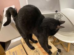 猫猫-浣熊柯尔鸭土拨鼠·电玩咖