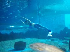 -北戴河圣蓝海洋公园