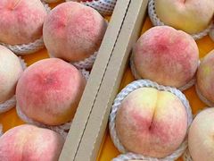 -老袁家蜜桃农场·阳山水蜜桃