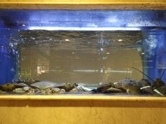 水产区-阿英煲(凉城路店)