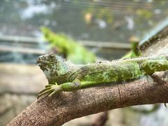 -广州长隆飞鸟乐园