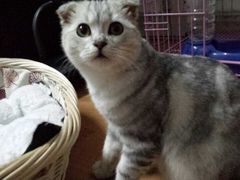 -Bastet sally猫舍购宠(静安店)