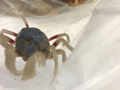 -红树林天天赶海