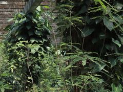 -深圳仙湖植物园