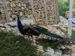 -青藏高原野生动物园