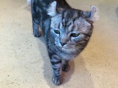 -藏猫猫咖啡主题馆(中央大道店)