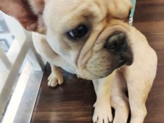 -柯斗斗主题餐厅·狗咖·围炉煮茶·茶饮(国瑞升平里店)