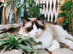 -喵屿·大理花园猫咖