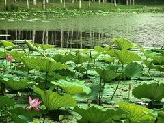 -东郊湿地公园
