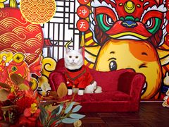 -超宠爱宠物摄影-Super pet