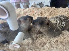 -怪兽屋·羊驼·猫咖·狗咖(俊华广场店)