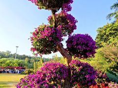 -莲花山公园