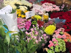 -曲阳花鸟市场(曲阳路店)